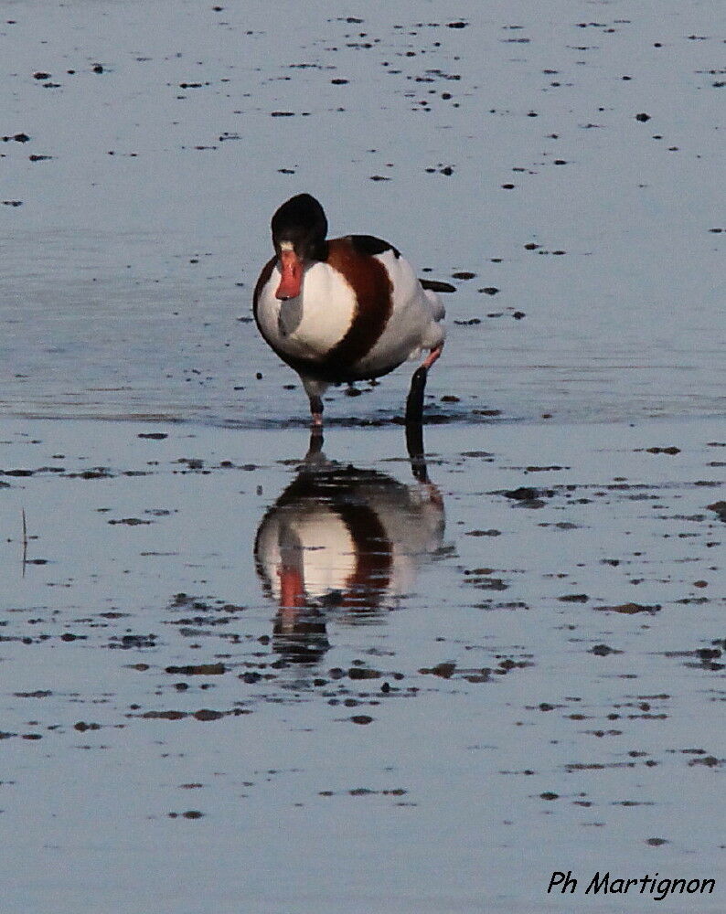 Tadorne de Belon, identification