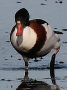 Common Shelduck