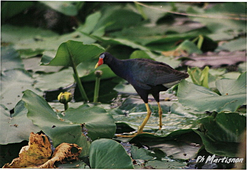 Talève violacéeadulte, identification