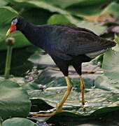 Purple Gallinule