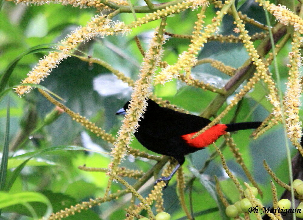 Scarlet-rumped Tanager male