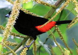 Scarlet-rumped Tanager