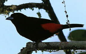 Scarlet-rumped Tanager