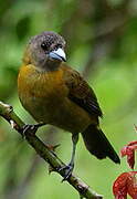 Scarlet-rumped Tanager