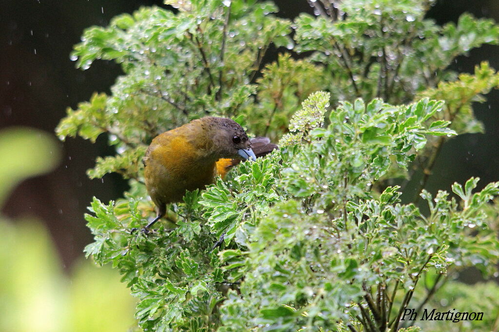 Scarlet-rumped Tanager female