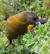 Scarlet-rumped Tanager