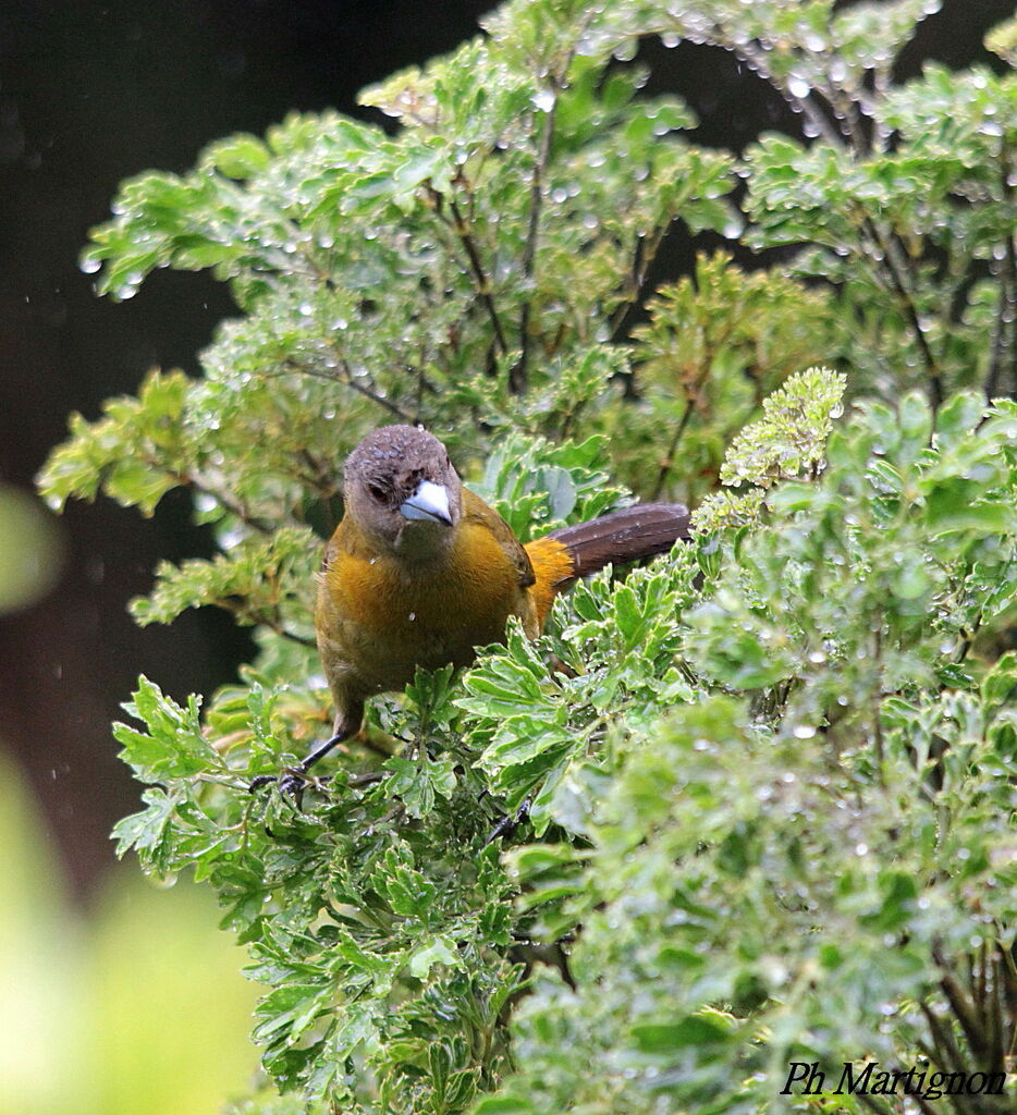 Scarlet-rumped Tanager female