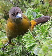 Scarlet-rumped Tanager