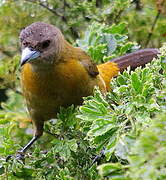 Scarlet-rumped Tanager