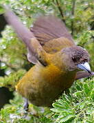 Scarlet-rumped Tanager