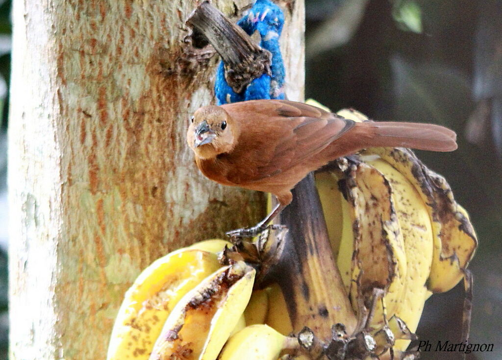 White-lined Tanager