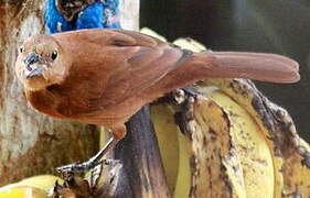 White-lined Tanager