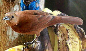 White-lined Tanager