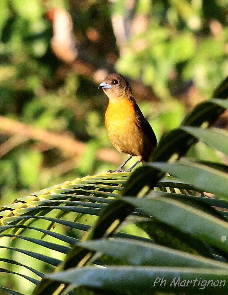 Scarlet-rumped Tanager (costaricensis) female, identification