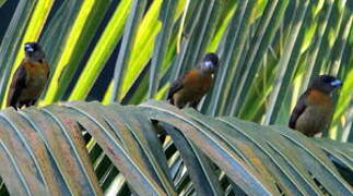 Scarlet-rumped Tanager (costaricensis)