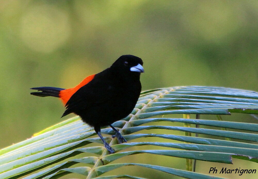 Scarlet-rumped Tanager (costaricensis) male, identification