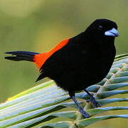 Scarlet-rumped Tanager (costaricensis)