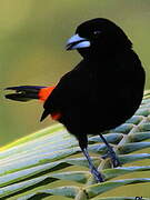 Scarlet-rumped Tanager (costaricensis)