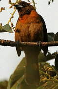 Scarlet-rumped Tanager (costaricensis)