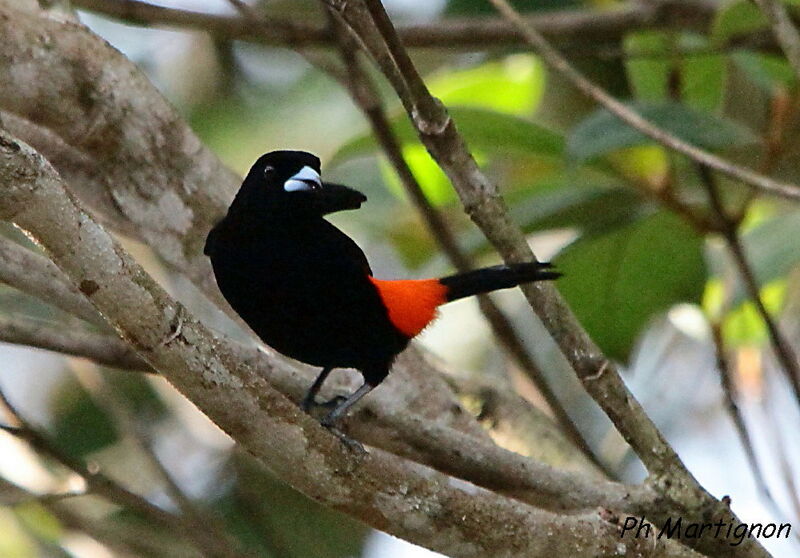 Scarlet-rumped Tanager (costaricensis) male, identification