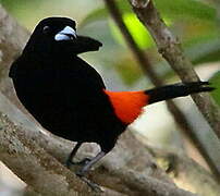 Scarlet-rumped Tanager (costaricensis)