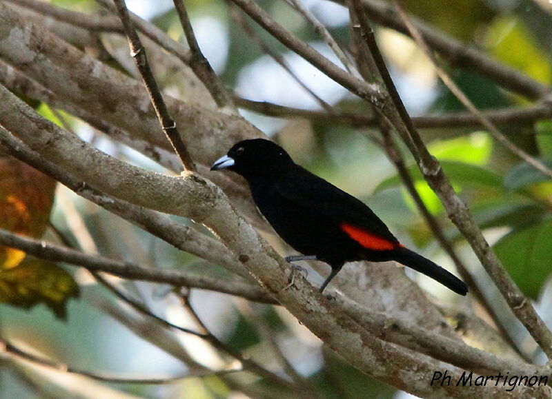 Scarlet-rumped Tanager (costaricensis) male, identification