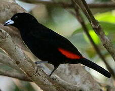 Scarlet-rumped Tanager (costaricensis)