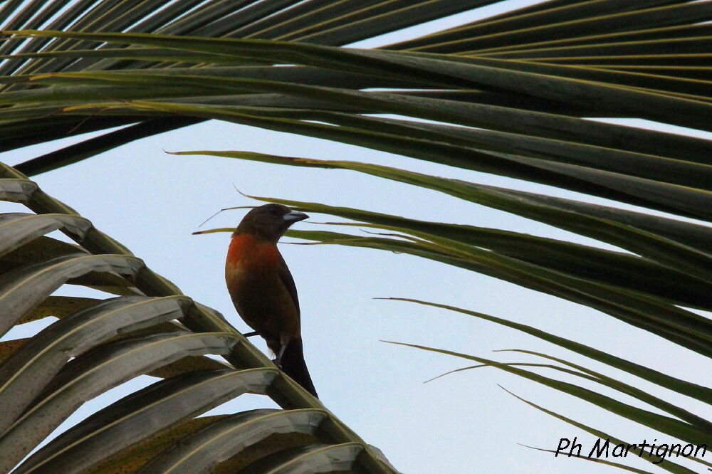 Scarlet-rumped Tanager (costaricensis) female, identification