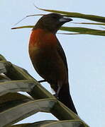 Scarlet-rumped Tanager (costaricensis)