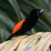 Scarlet-rumped Tanager (costaricensis)