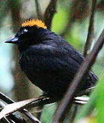 Tawny-crested Tanager