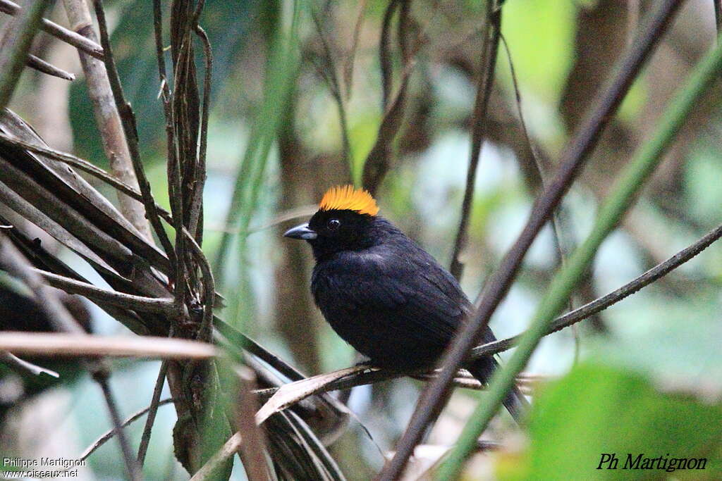 Tawny-crested Tanager male adult, identification