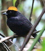 Tawny-crested Tanager