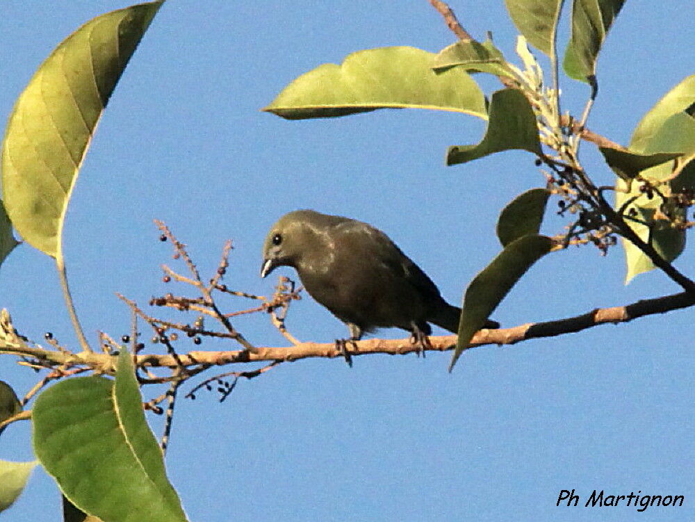 Palm Tanager, identification