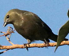 Palm Tanager