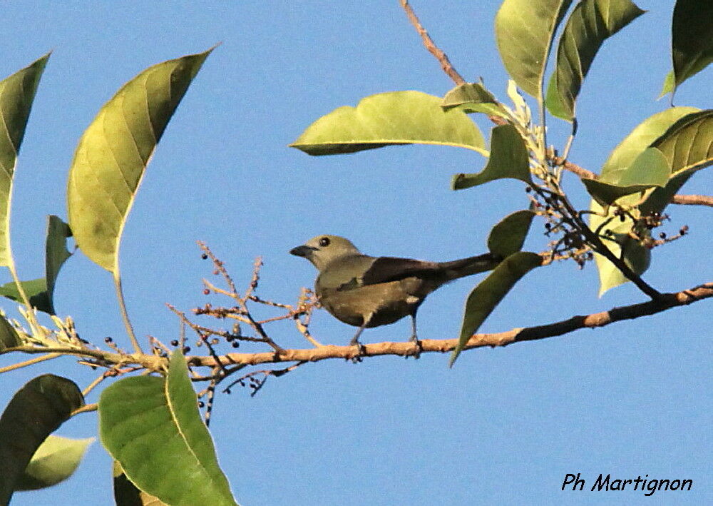 Tangara des palmiers, identification