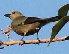 Palm Tanager