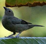 Palm Tanager