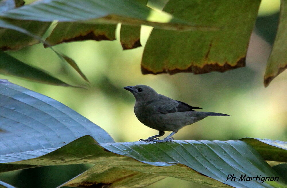 Tangara des palmiers, identification