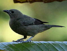 Palm Tanager