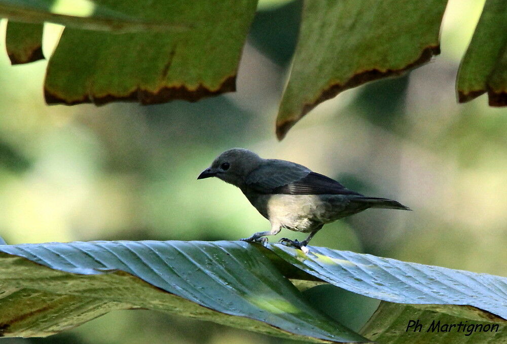 Tangara des palmiers, identification