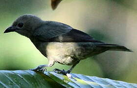 Palm Tanager