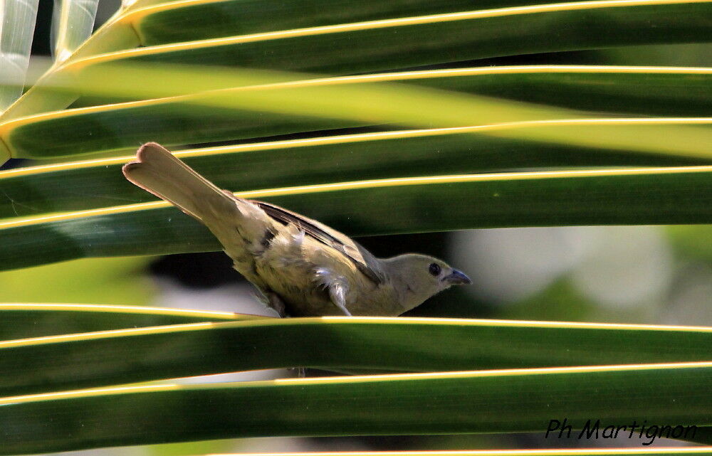 Palm Tanager, identification