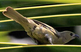 Palm Tanager