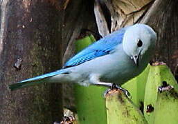 Blue-grey Tanager