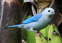 Blue-grey Tanager