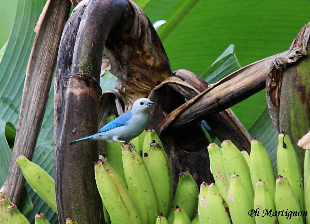 Blue-grey Tanager