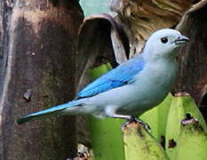 Blue-grey Tanager