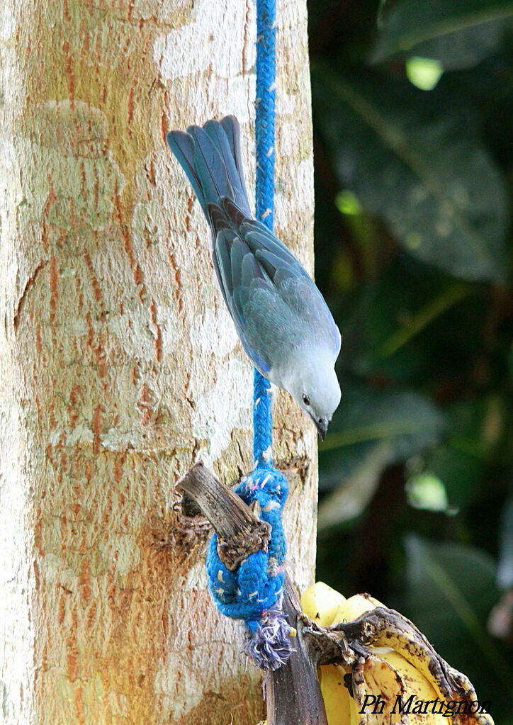 Blue-grey Tanager