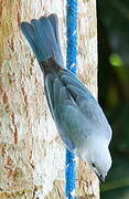 Blue-grey Tanager